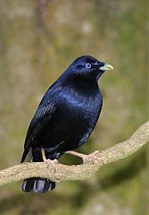 Satin Bowerbird